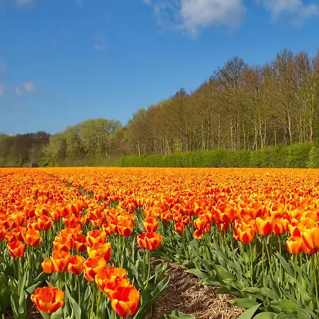 Vendégház De Driesprong Noordwijk